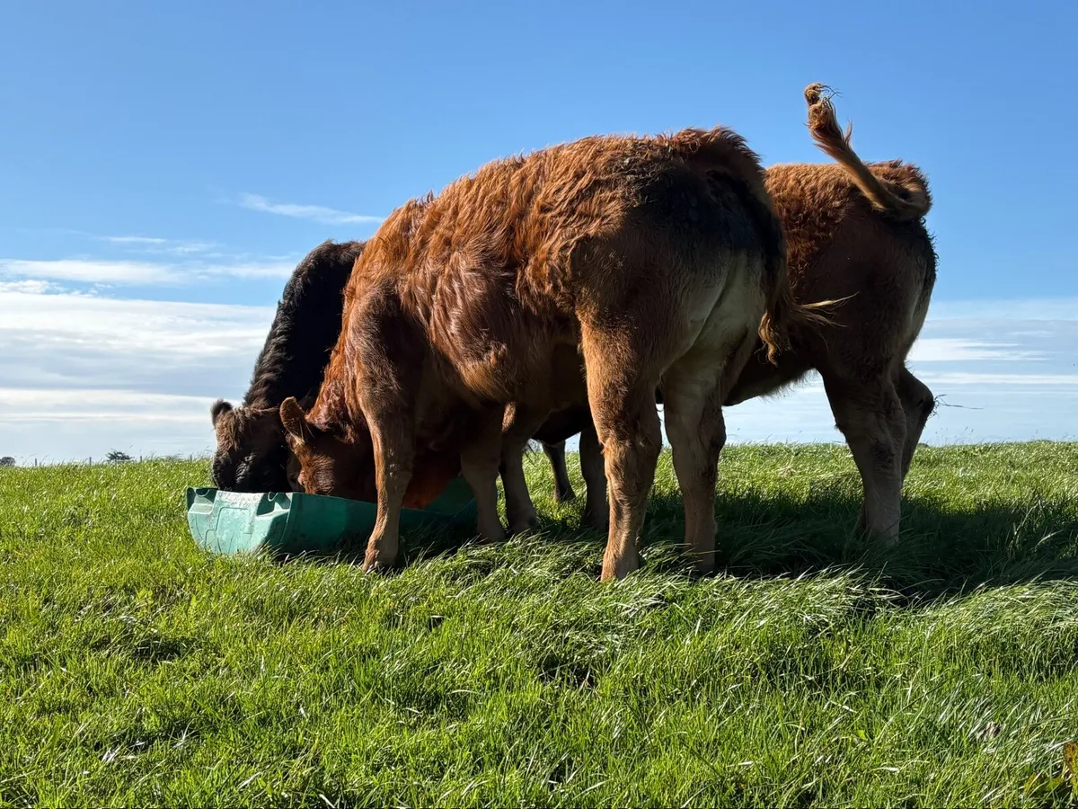 Weanling Heifers - Image 3