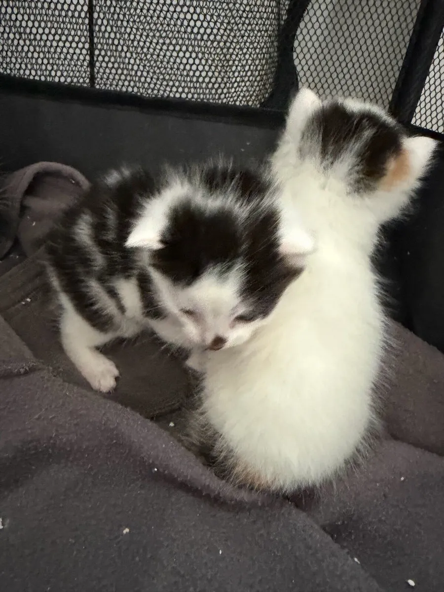 Kittens - Image 4
