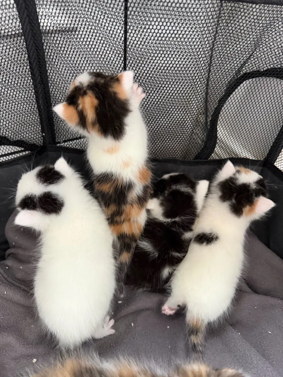 Kittens - Image 1
