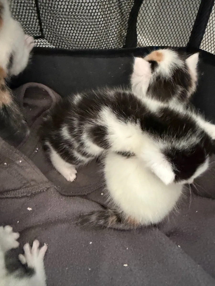 Kittens - Image 2