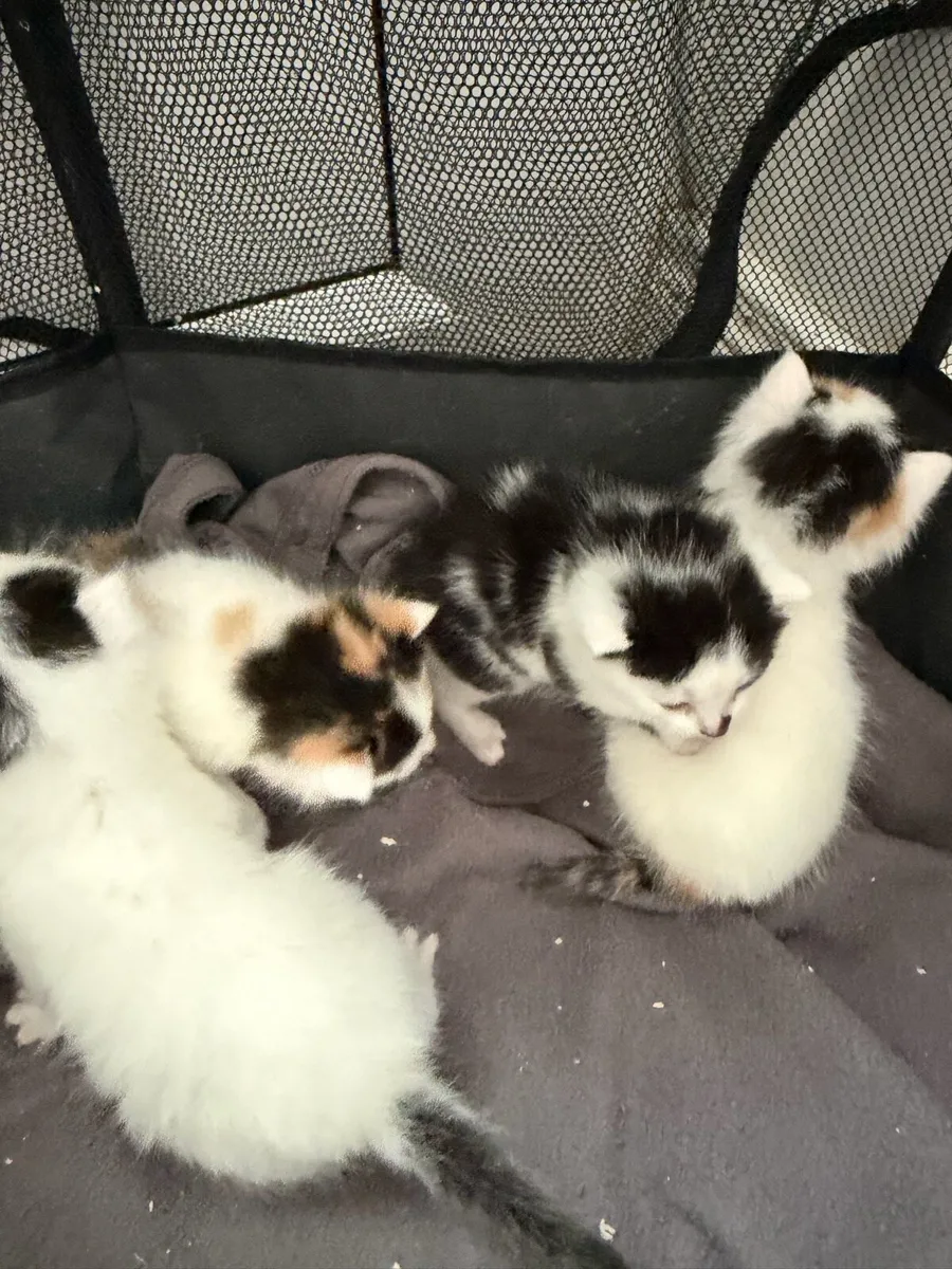 Kittens - Image 3