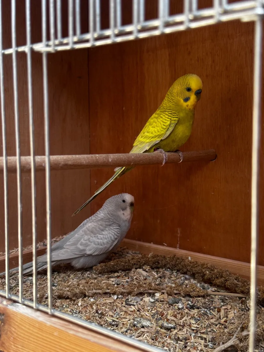 Budgie