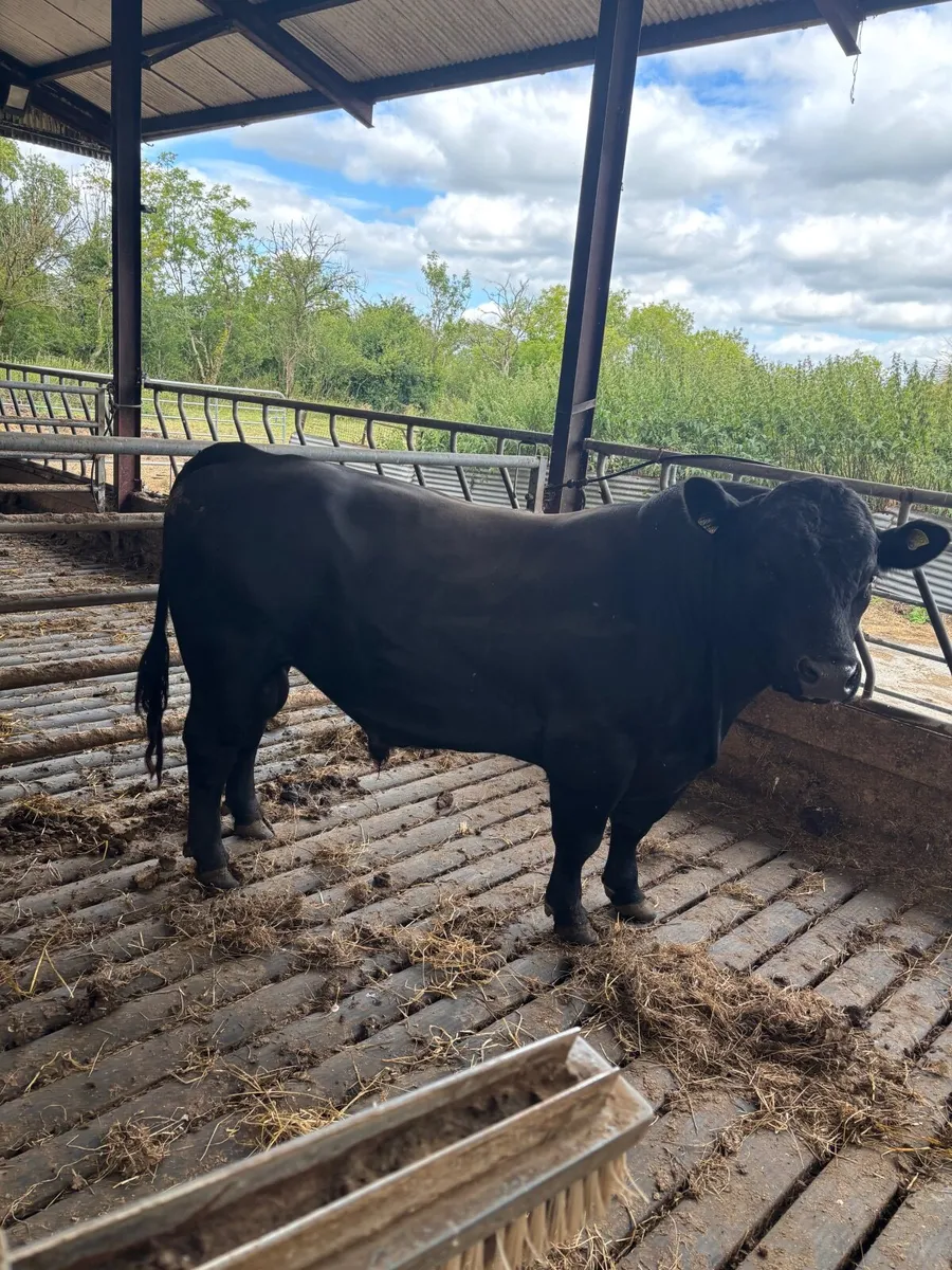 Livestock - Image 2
