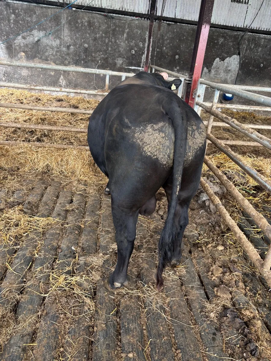 Livestock - Image 3