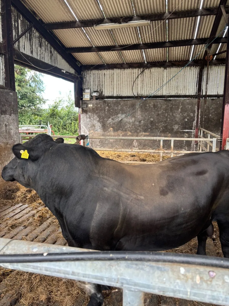 Livestock - Image 4