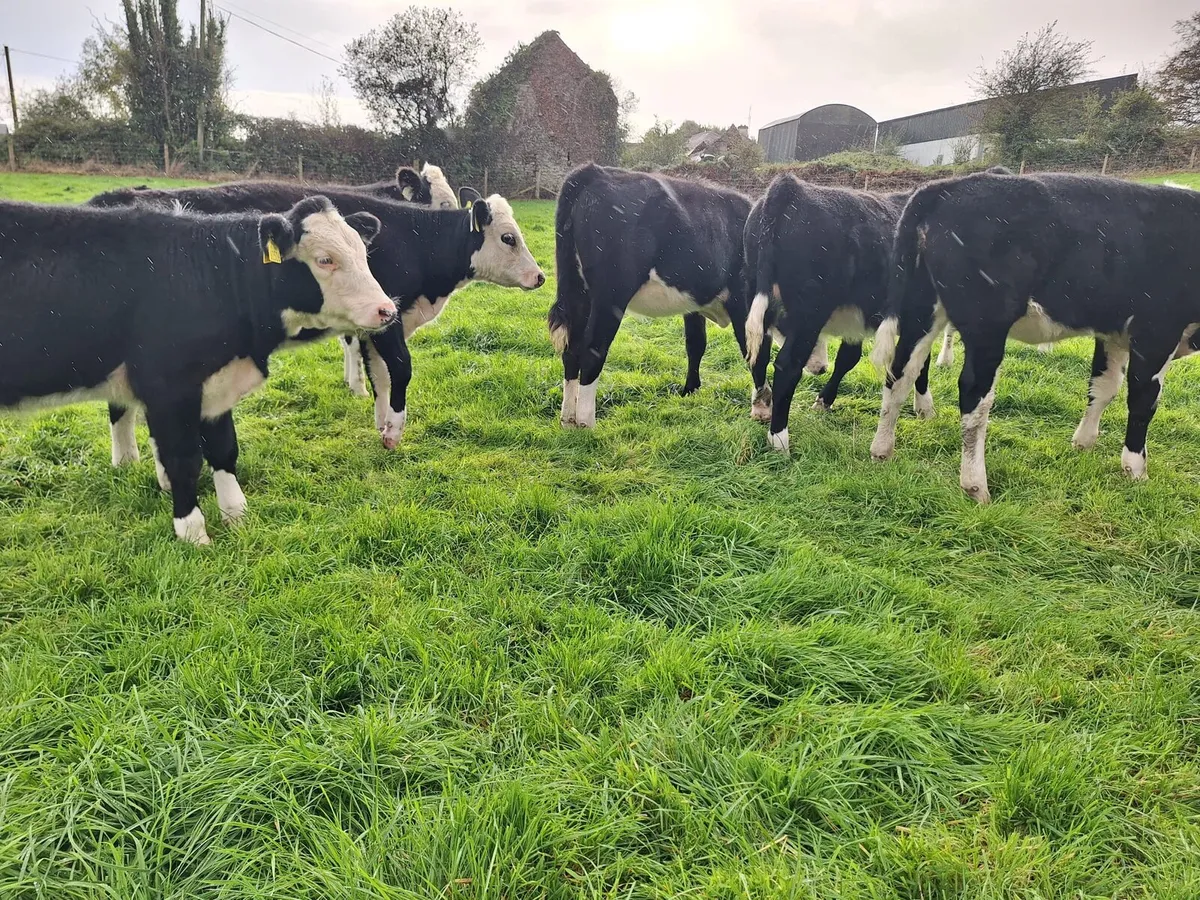🚨For sale Portumna Mart tonight Monday 12th🚨 - Image 2