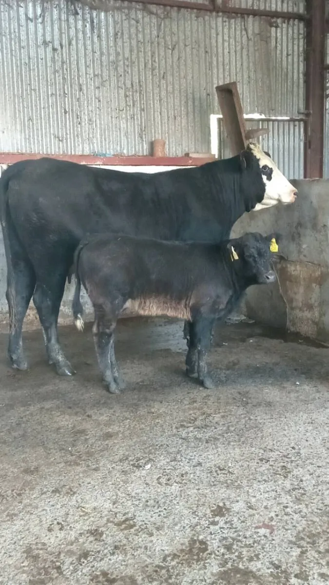 💥💥 Super limo cow and calf 💥💥 - Image 1
