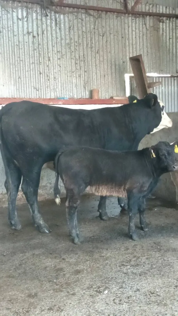 💥💥 Super limo cow and calf 💥💥 - Image 2