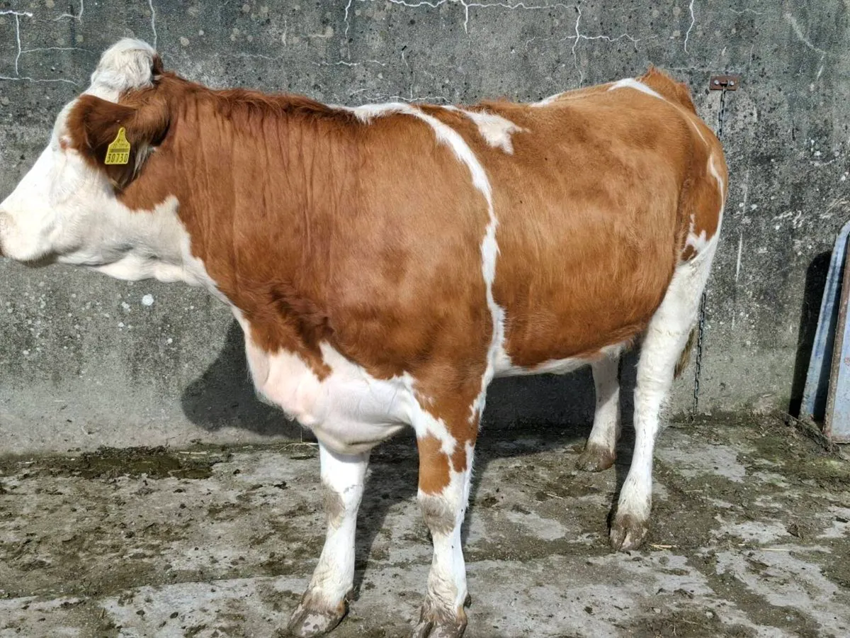 5 Star Springing Heifer - Image 2