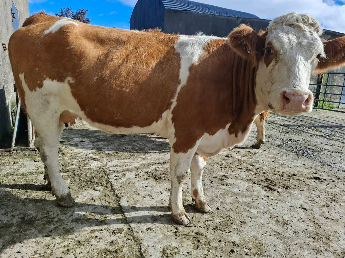 5 Star Springing Heifer - Image 1
