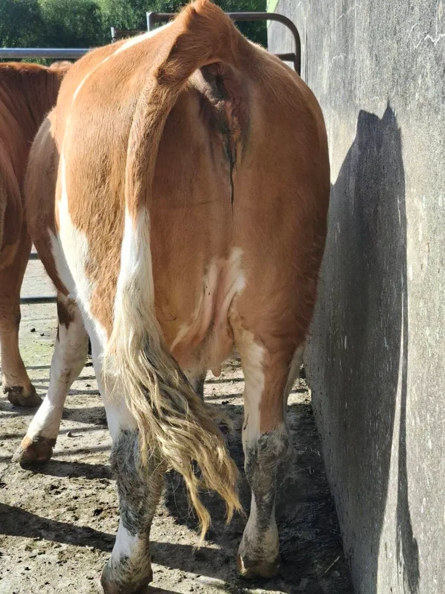 5 Star Springing Heifer - Image 3