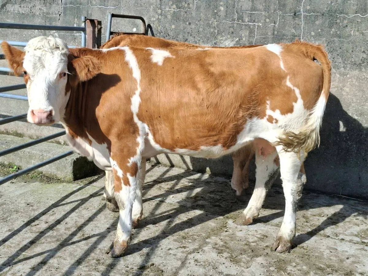 5 Star Springing Heifer - Image 4