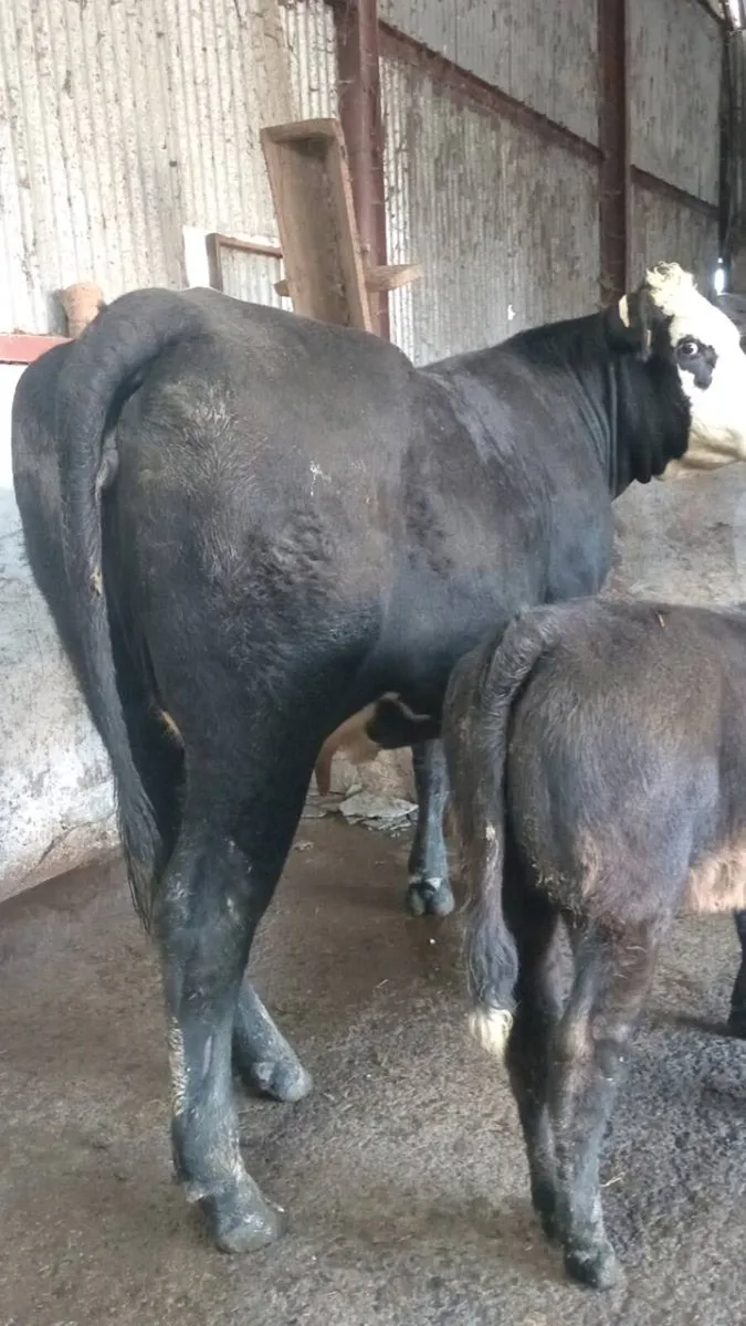 💥💥 Super limo cow and calf 💥💥 - Image 3