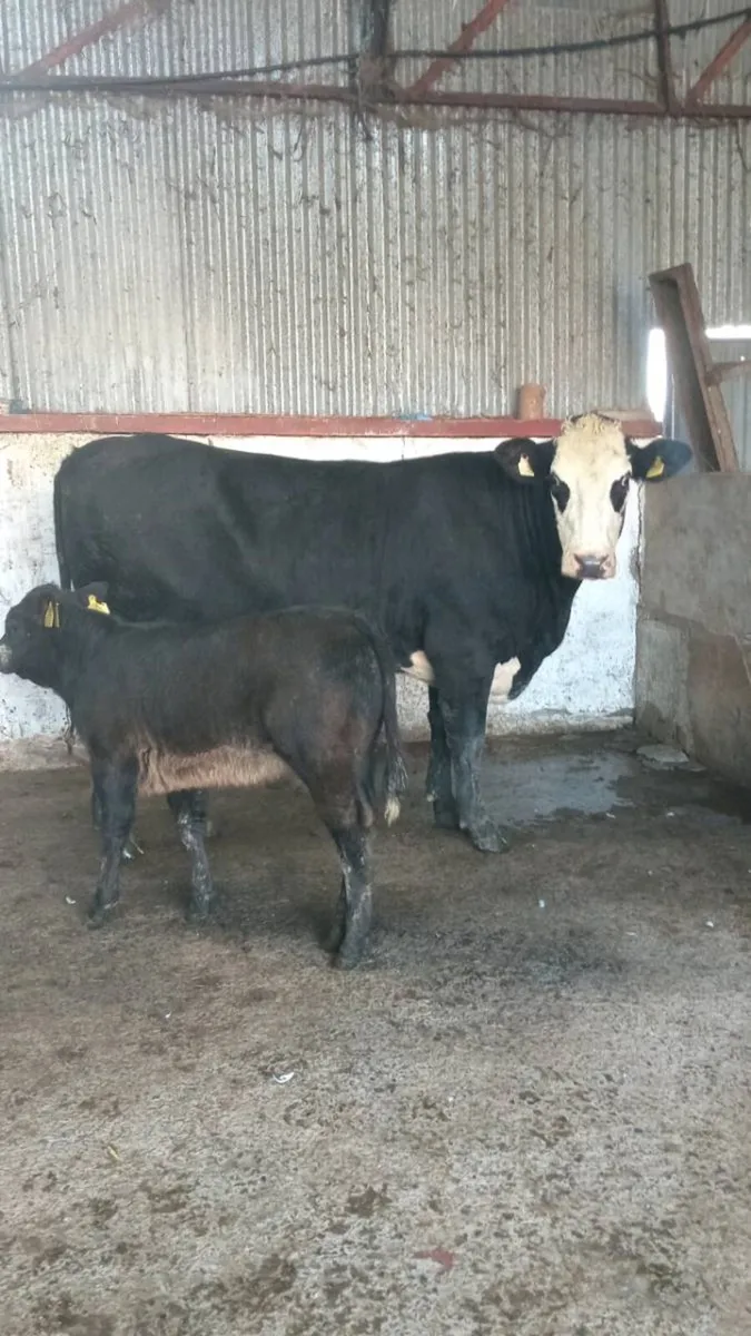 💥💥 Super limo cow and calf 💥💥 - Image 4