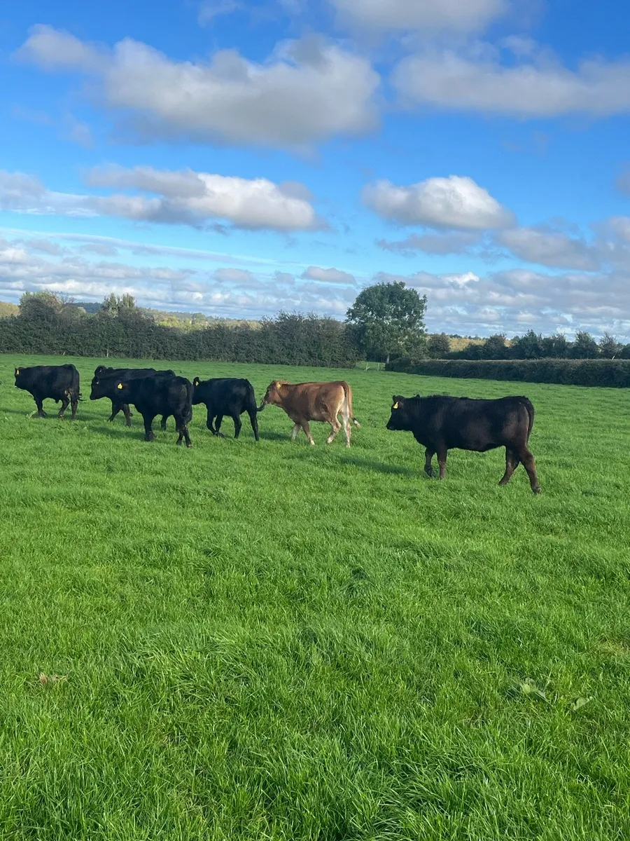 7 limousin weanlings - Image 1