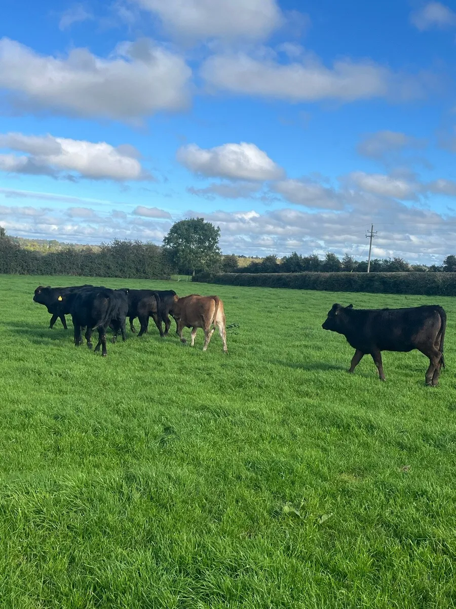 7 limousin weanlings - Image 4