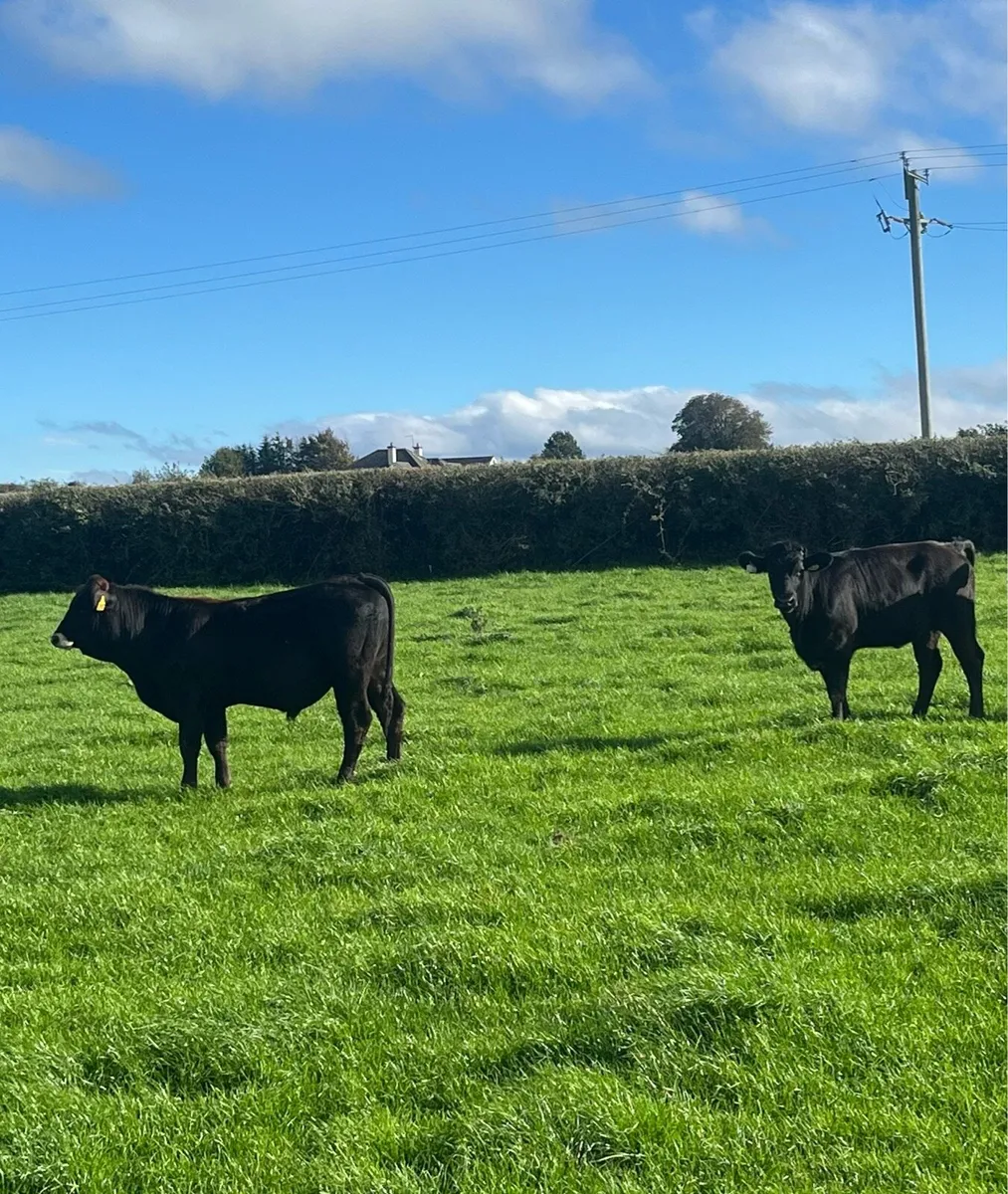 7 limousin weanlings - Image 2