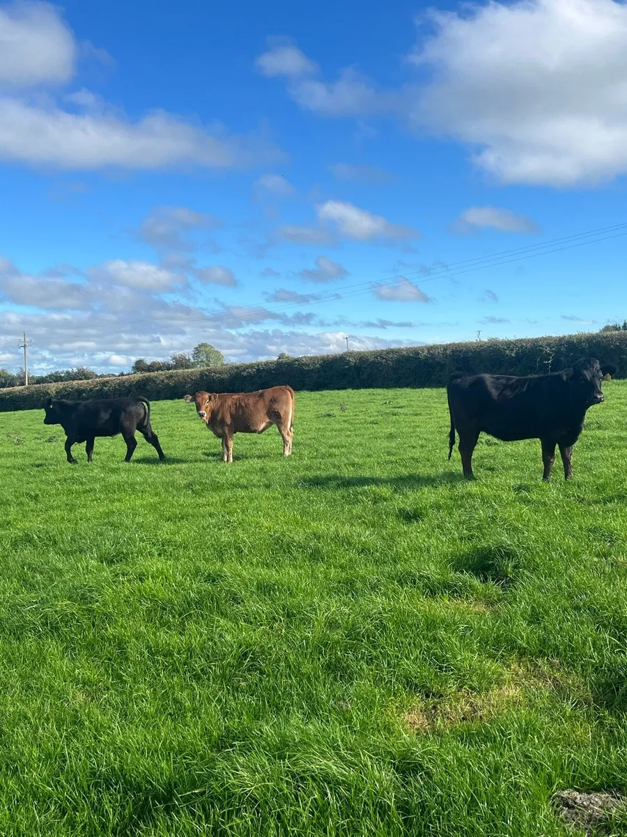 7 limousin weanlings - Image 3