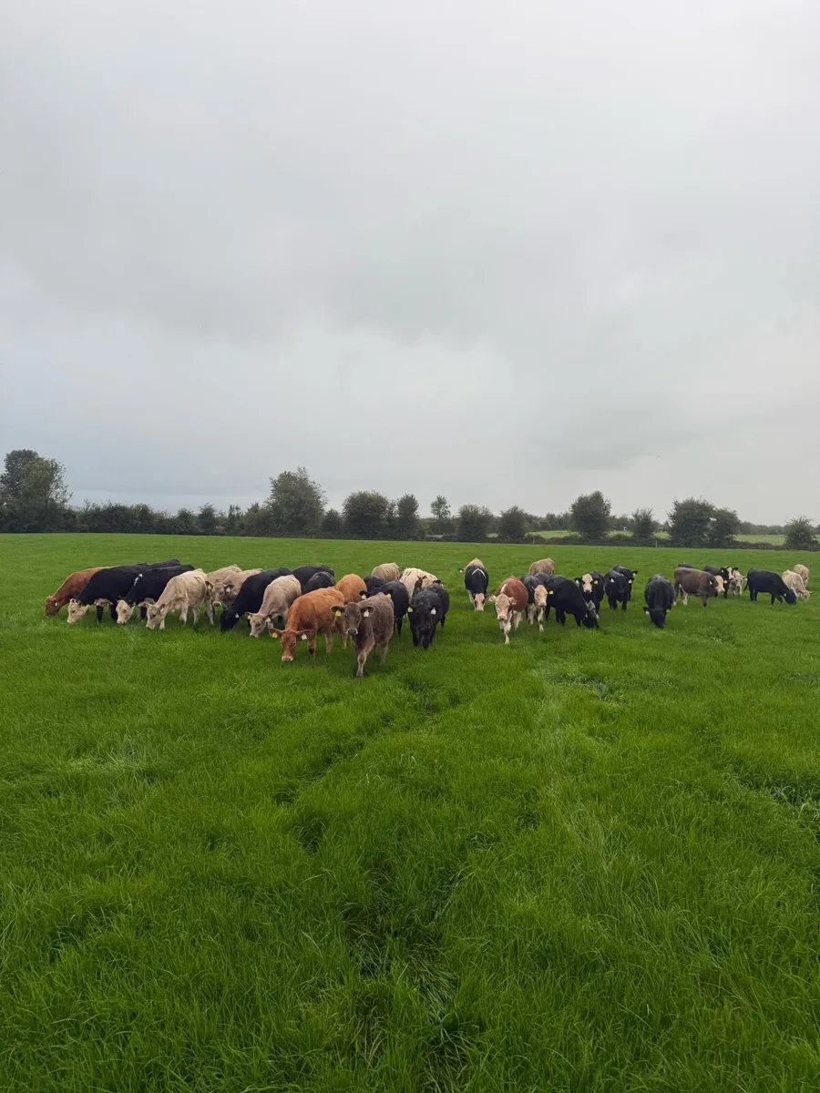 Charlaois weanling heifers