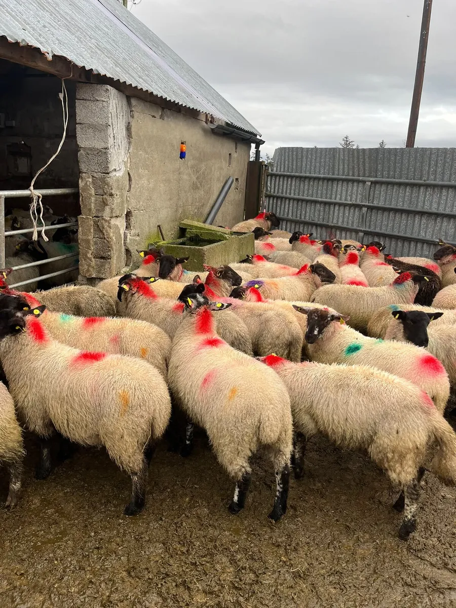 Sheep - Image 1