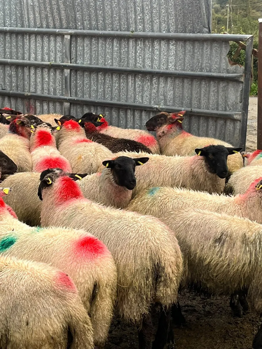Sheep - Image 2