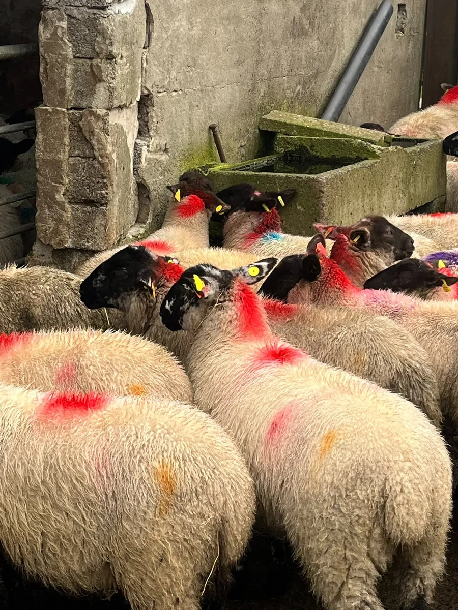 Sheep - Image 3