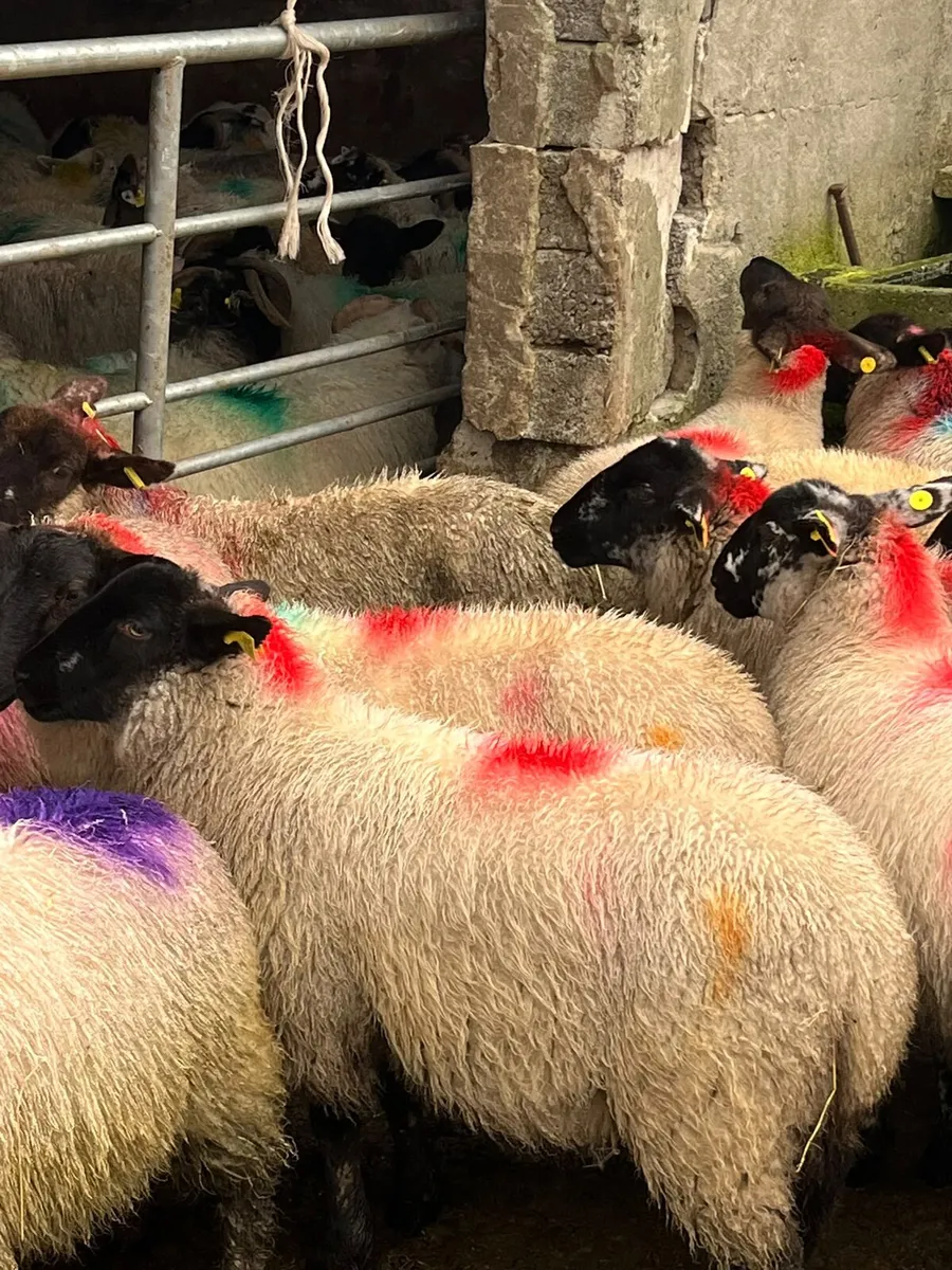 Sheep - Image 4