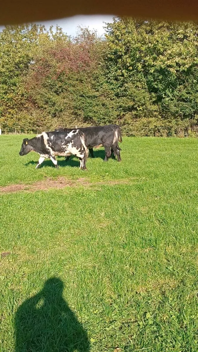 5 smashing heifers COW MAKERS - Image 2