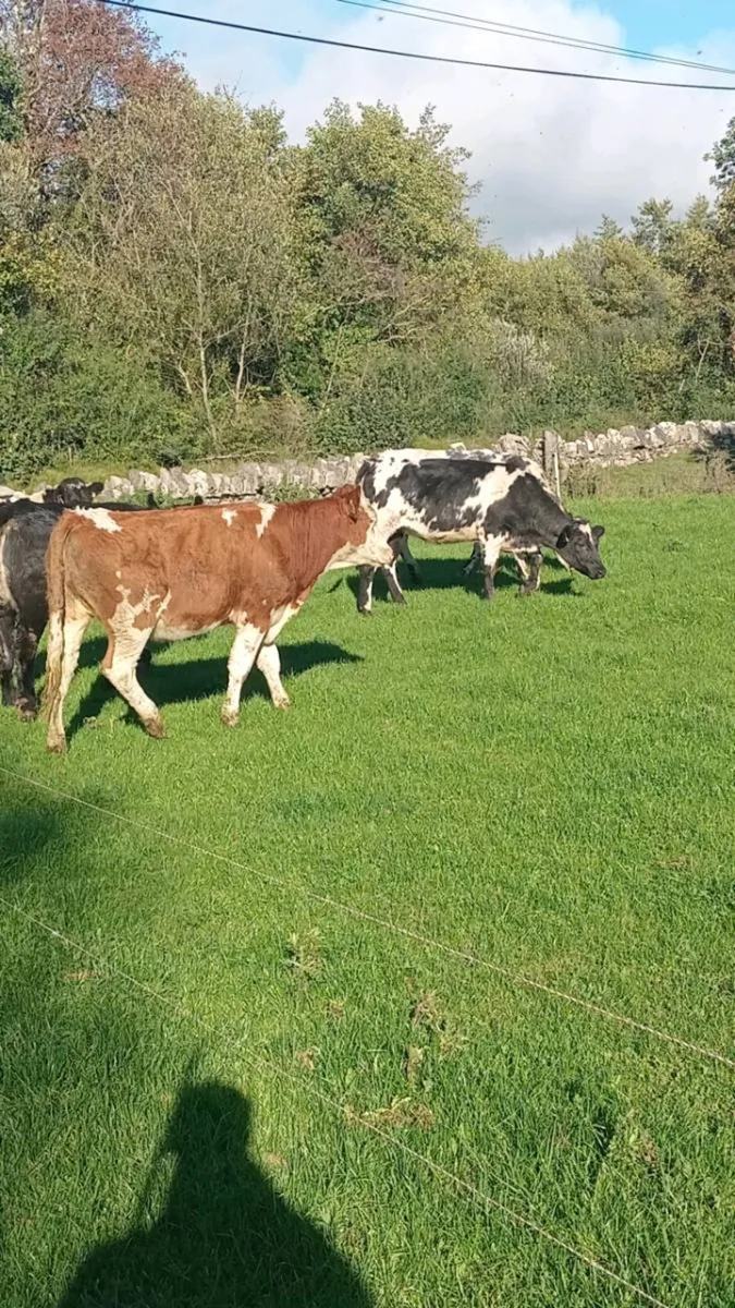 5 smashing heifers COW MAKERS - Image 3