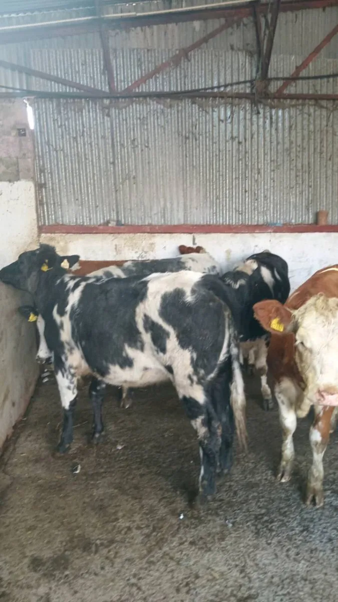 5 smashing heifers COW MAKERS - Image 4