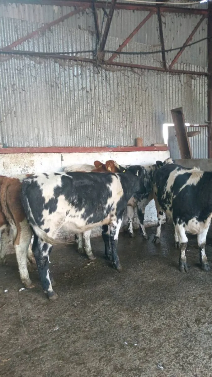 5 smashing heifers COW MAKERS - Image 1