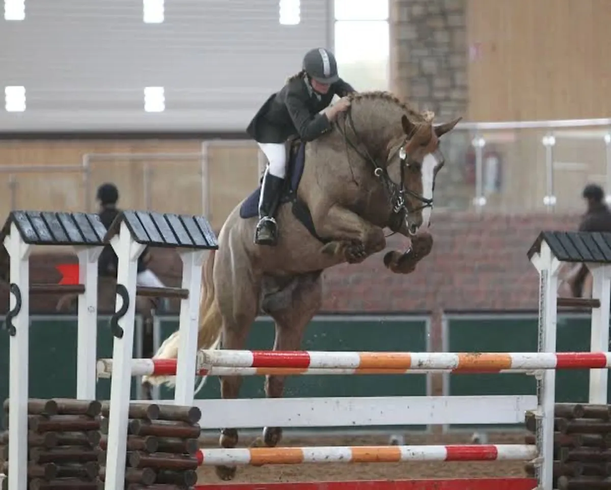 Class 1 Irish Draught Mare - Image 4