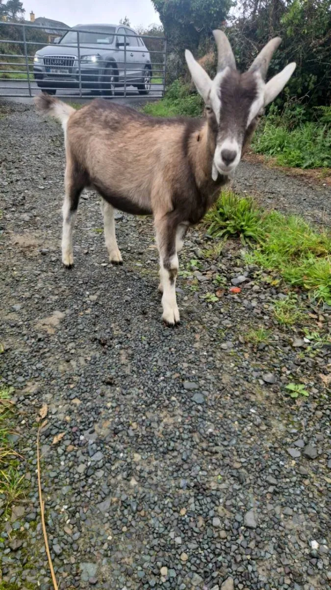 Pygmy goat for sale in Waterford for €150 on DoneDeal