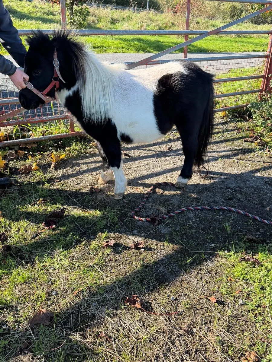 Shetlan stallion - Image 2