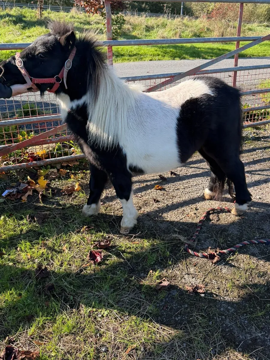 Shetlan stallion - Image 3