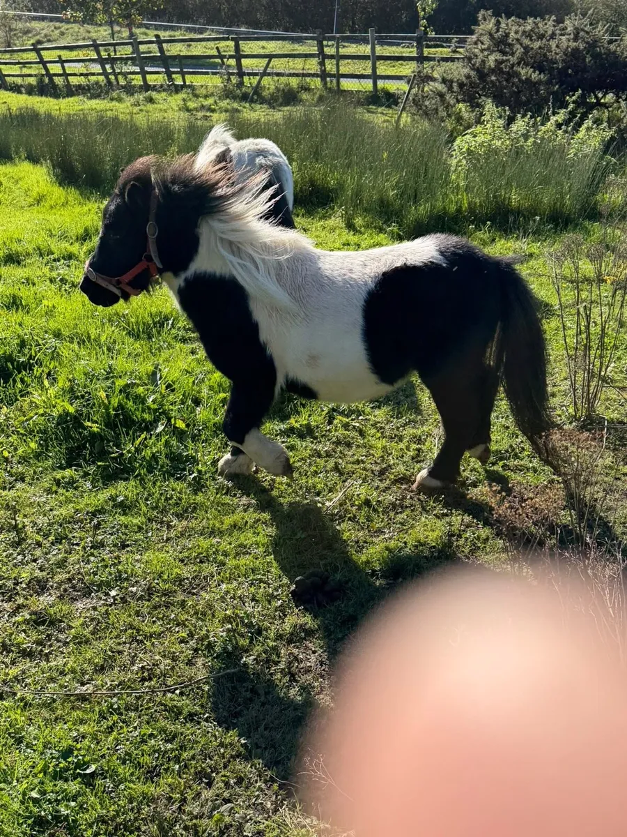 Shetlan stallion - Image 4