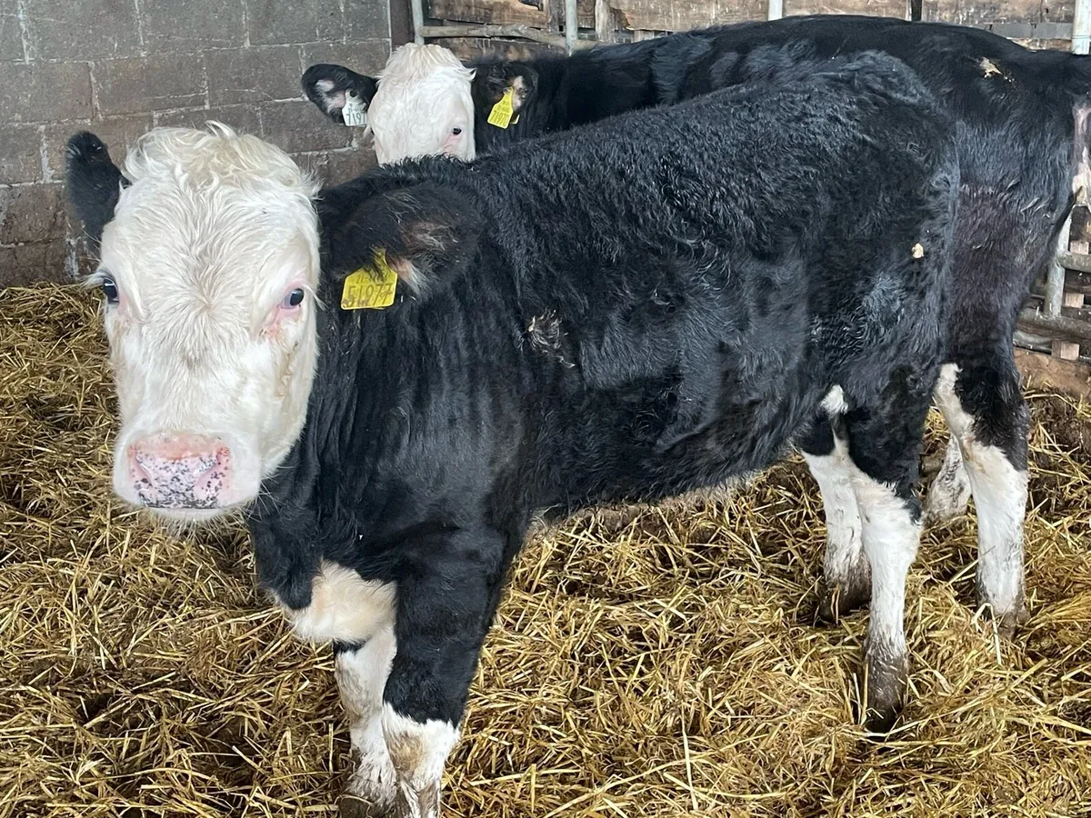 Weanlings Hereford Calves - Image 1