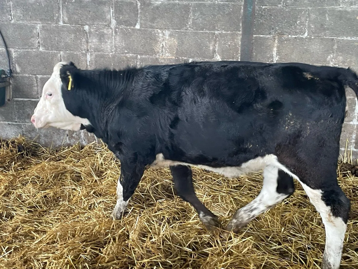 Weanlings Hereford Calves - Image 2