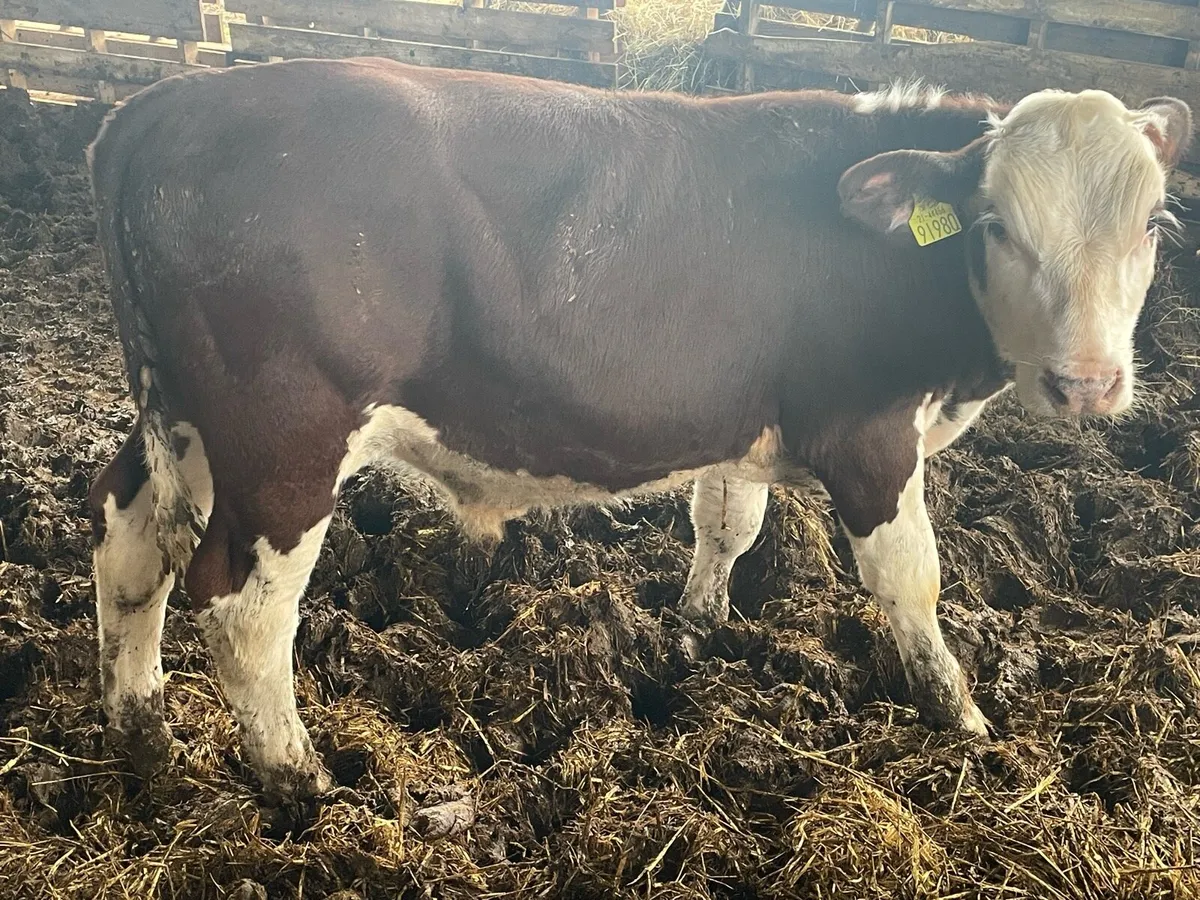 Weanlings Hereford Calves - Image 4