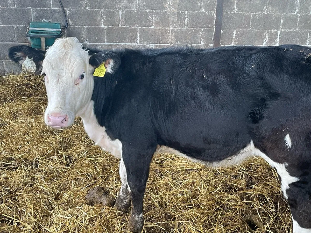 Weanlings Hereford Calves - Image 3