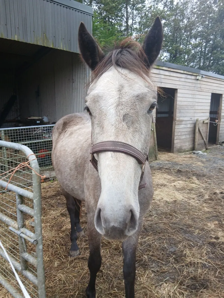 3 year old gelding - Image 2