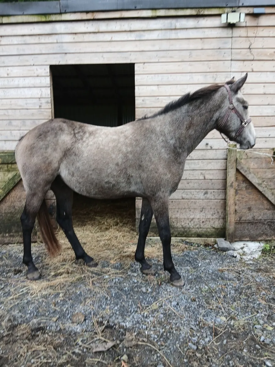 3 year old gelding - Image 1