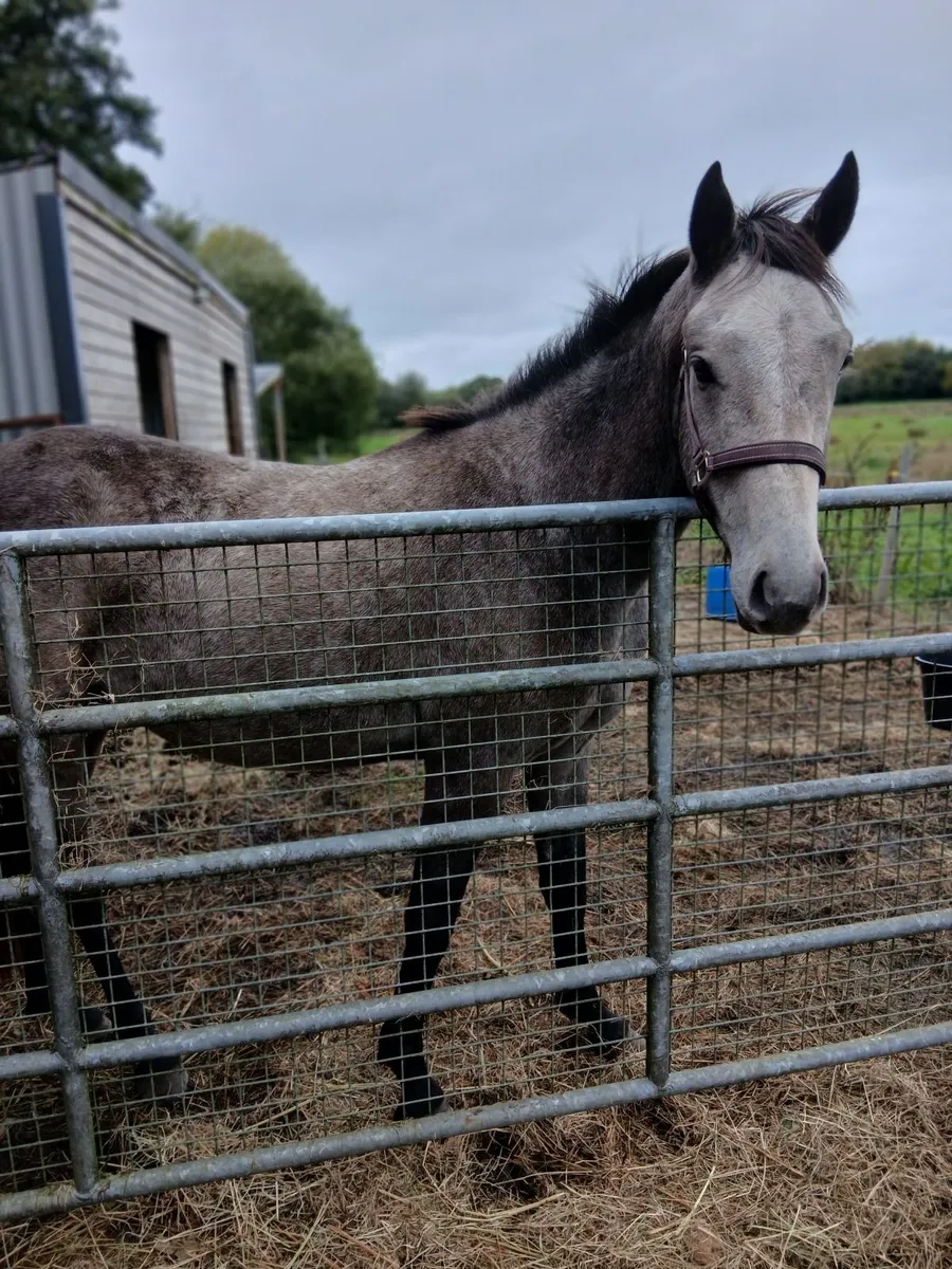 3 year old gelding - Image 3