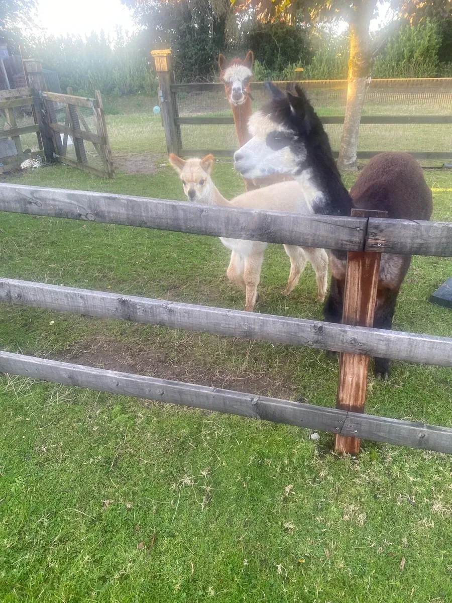 Alpaca - Image 1