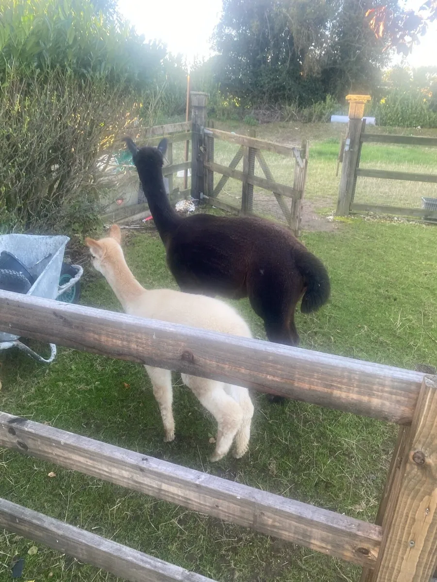 Alpaca - Image 2