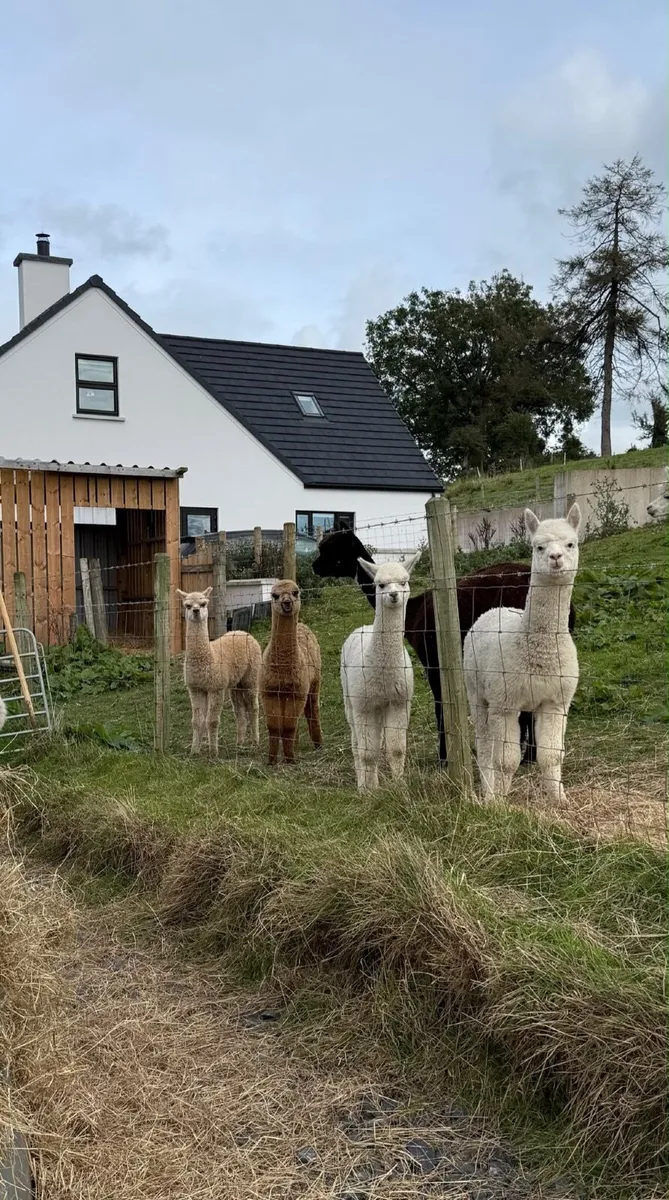 Alpaca - Image 1