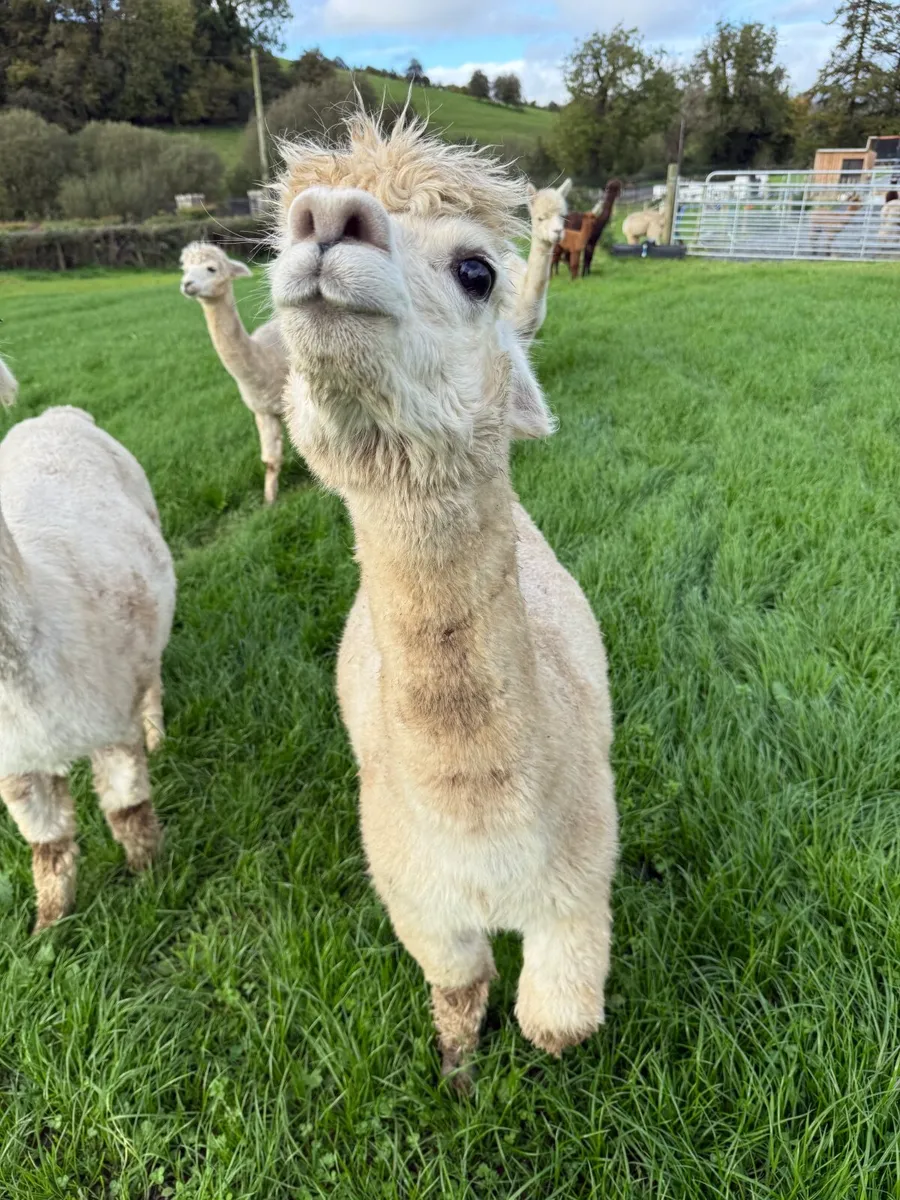 Alpaca - Image 2