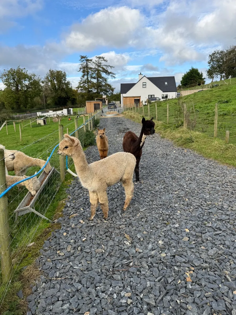 Alpaca - Image 3