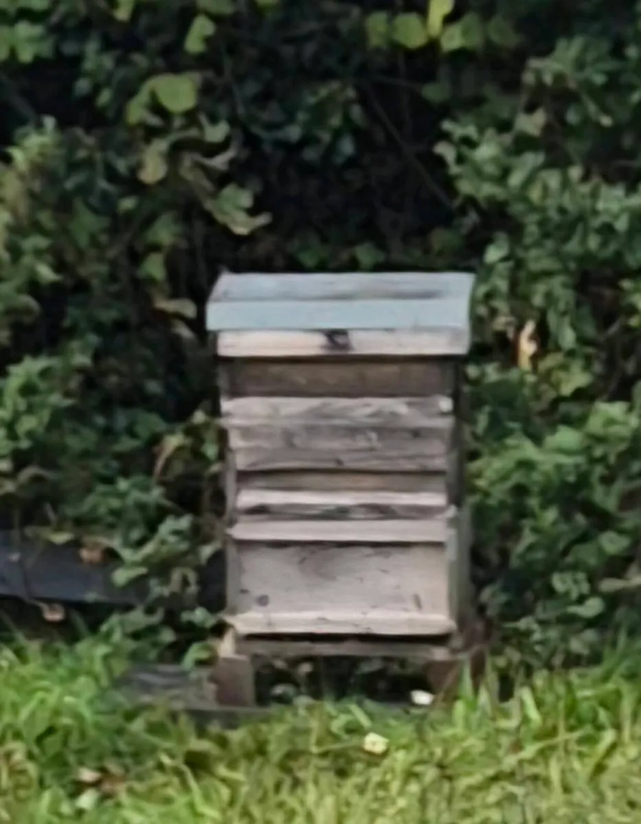 Bee Hives - Image 2