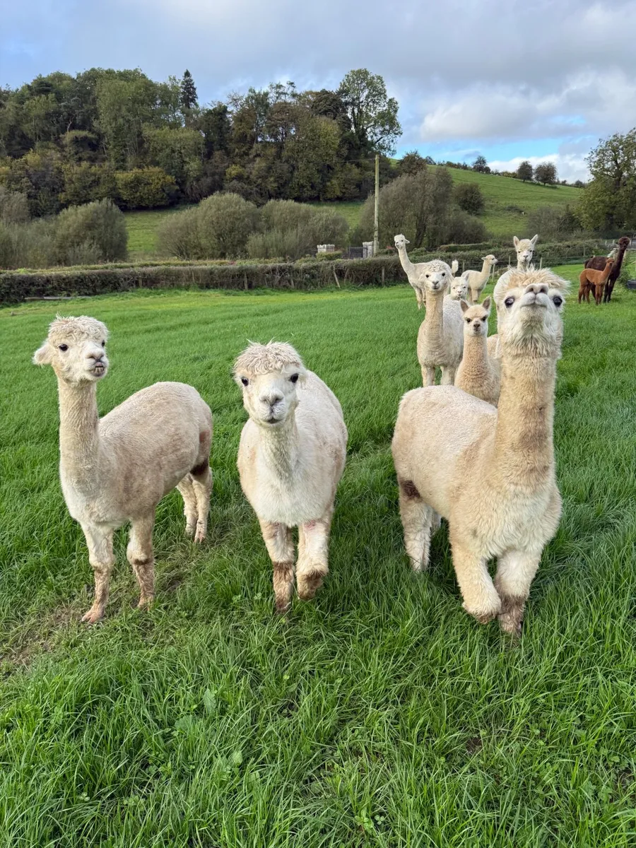 Alpaca - Image 4
